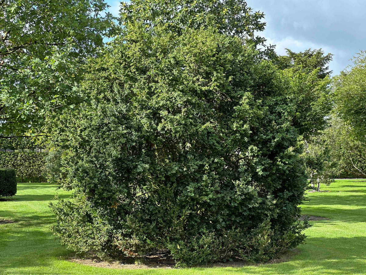 BUSE SHRUB #074