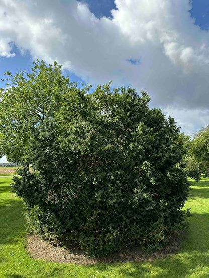 BUSE SHRUB #074