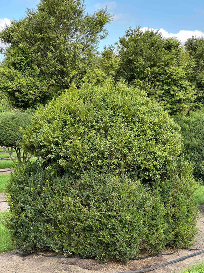 BUSE TOPIARY #001