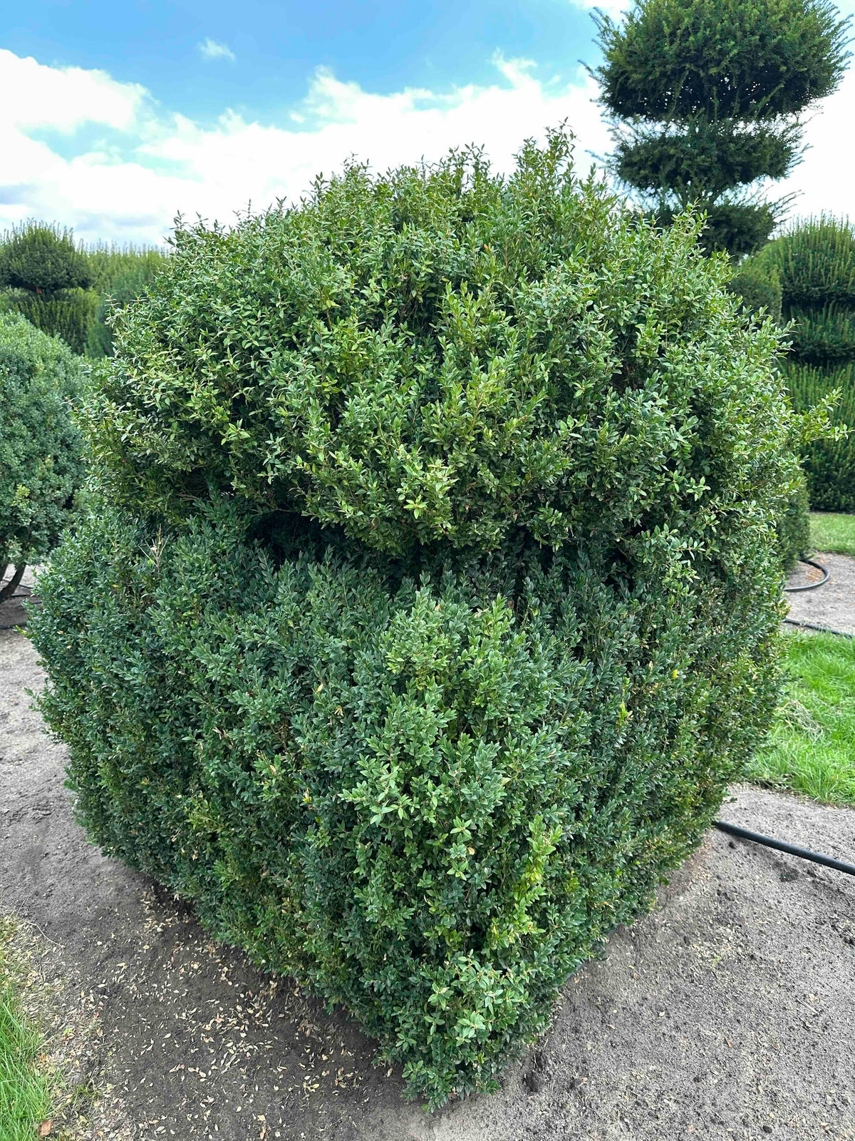 BUSE TOPIARY #001