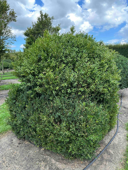 BUSE TOPIARY #001