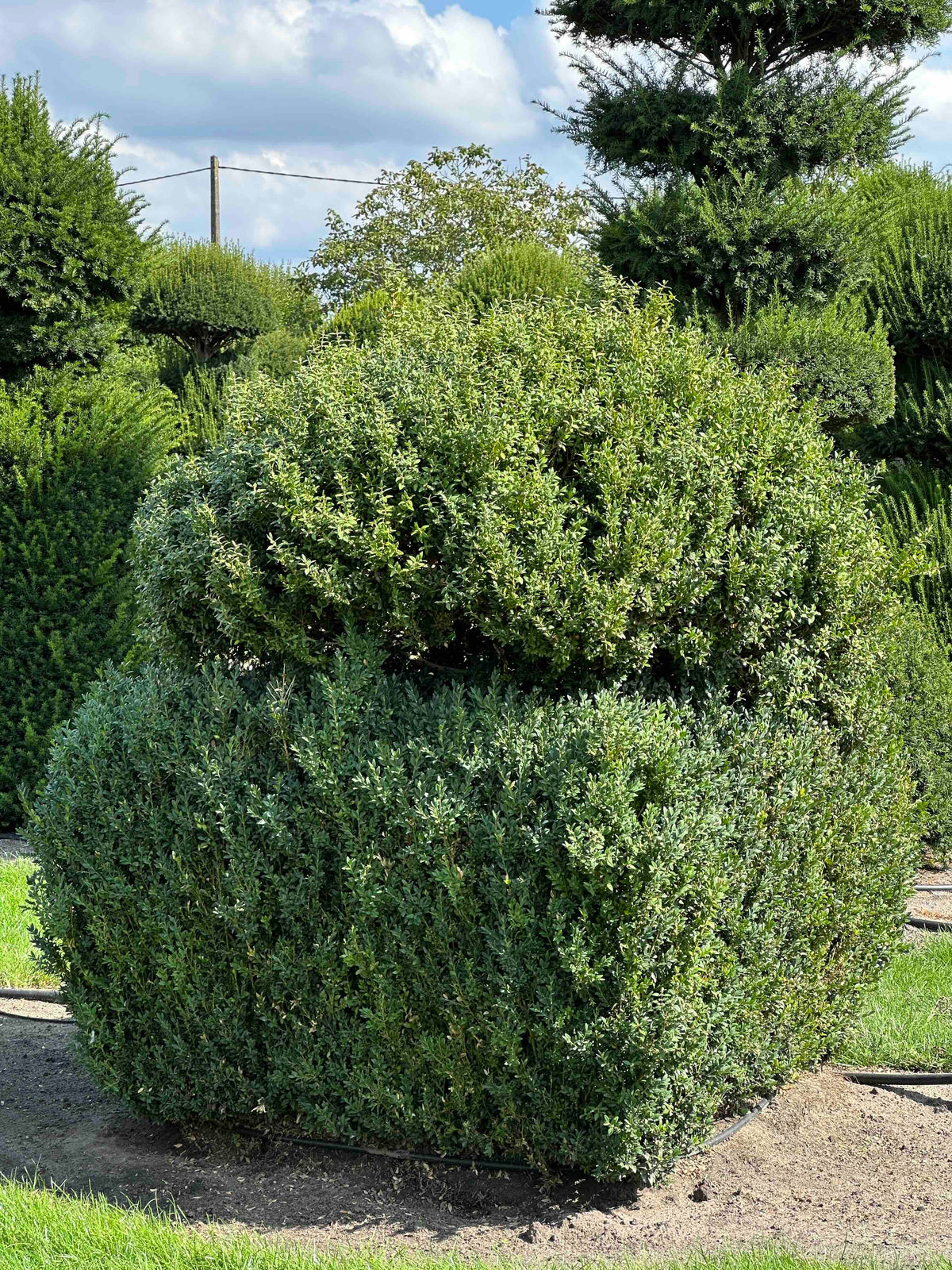 BUSE TOPIARY #001
