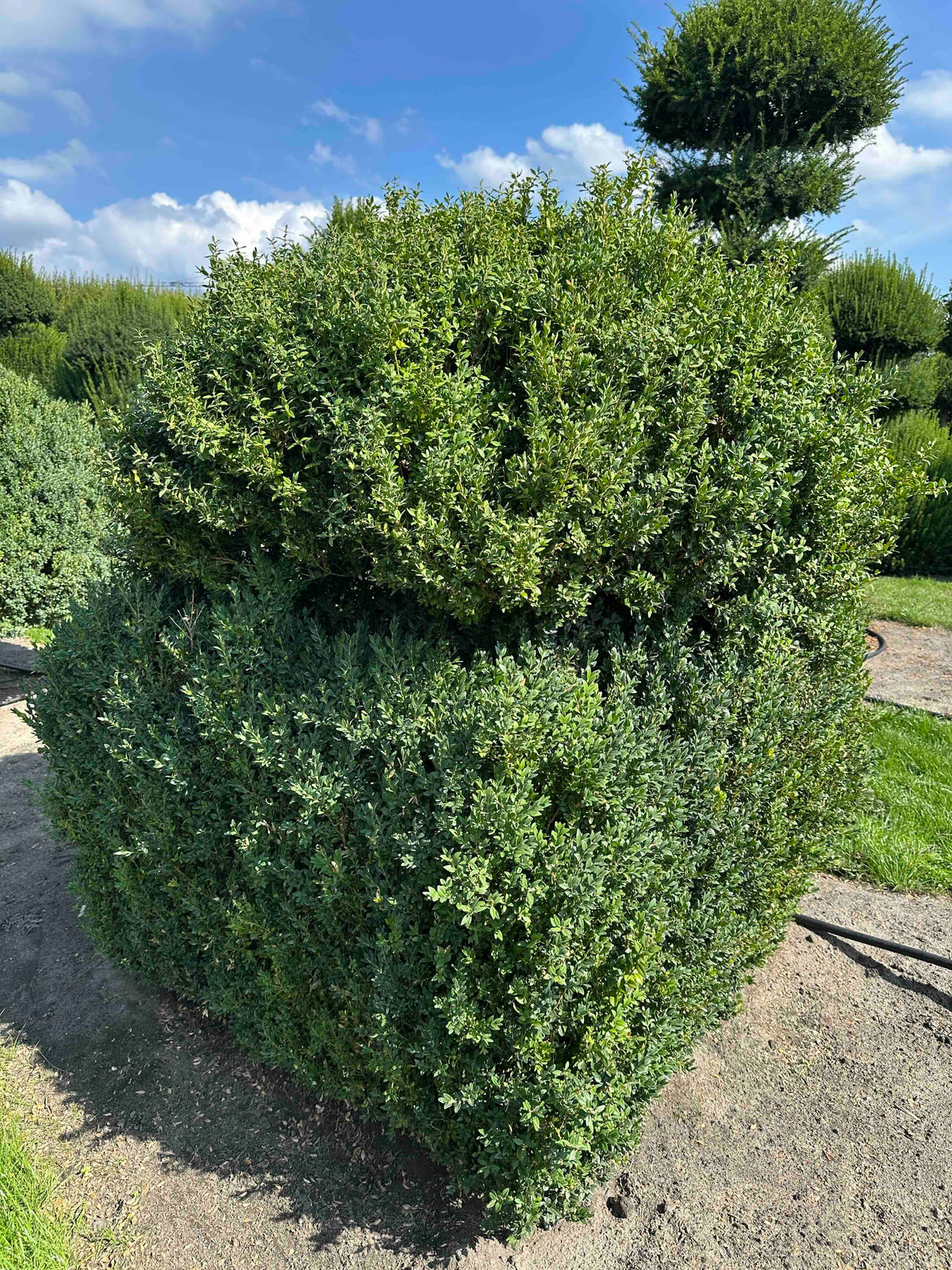 BUSE TOPIARY #001