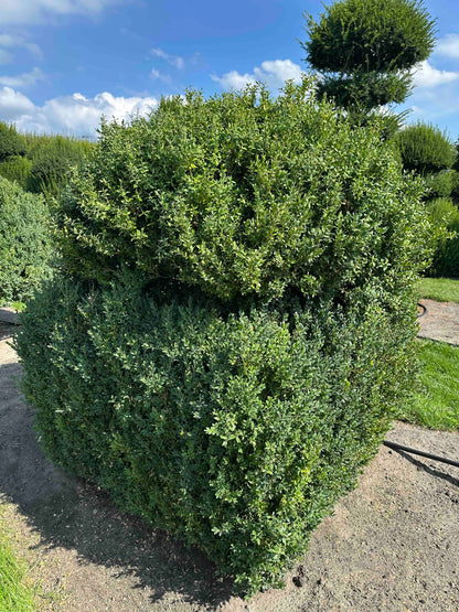 BUSE TOPIARY #001