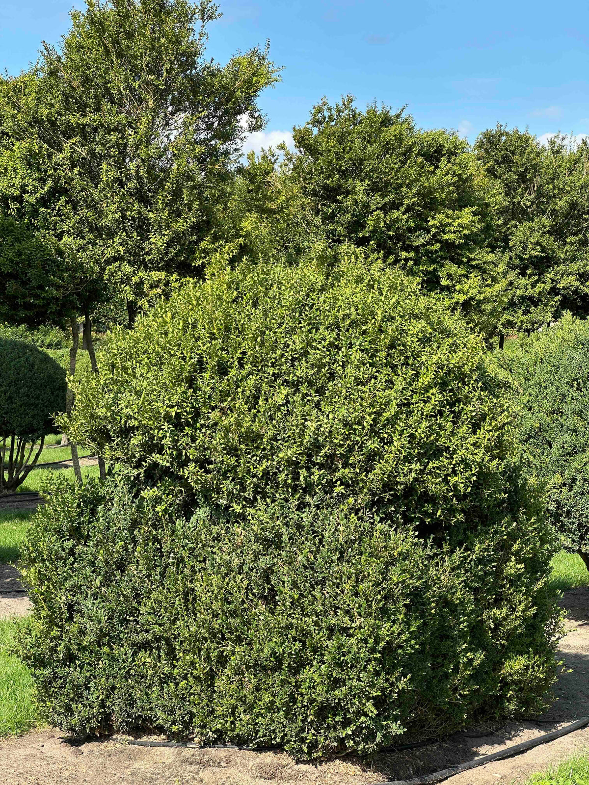 BUSE TOPIARY #001
