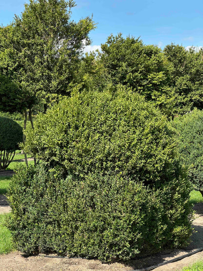 BUSE TOPIARY #001