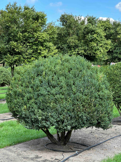 BUSE TOPIARY #002