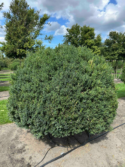 BUSE TOPIARY #002