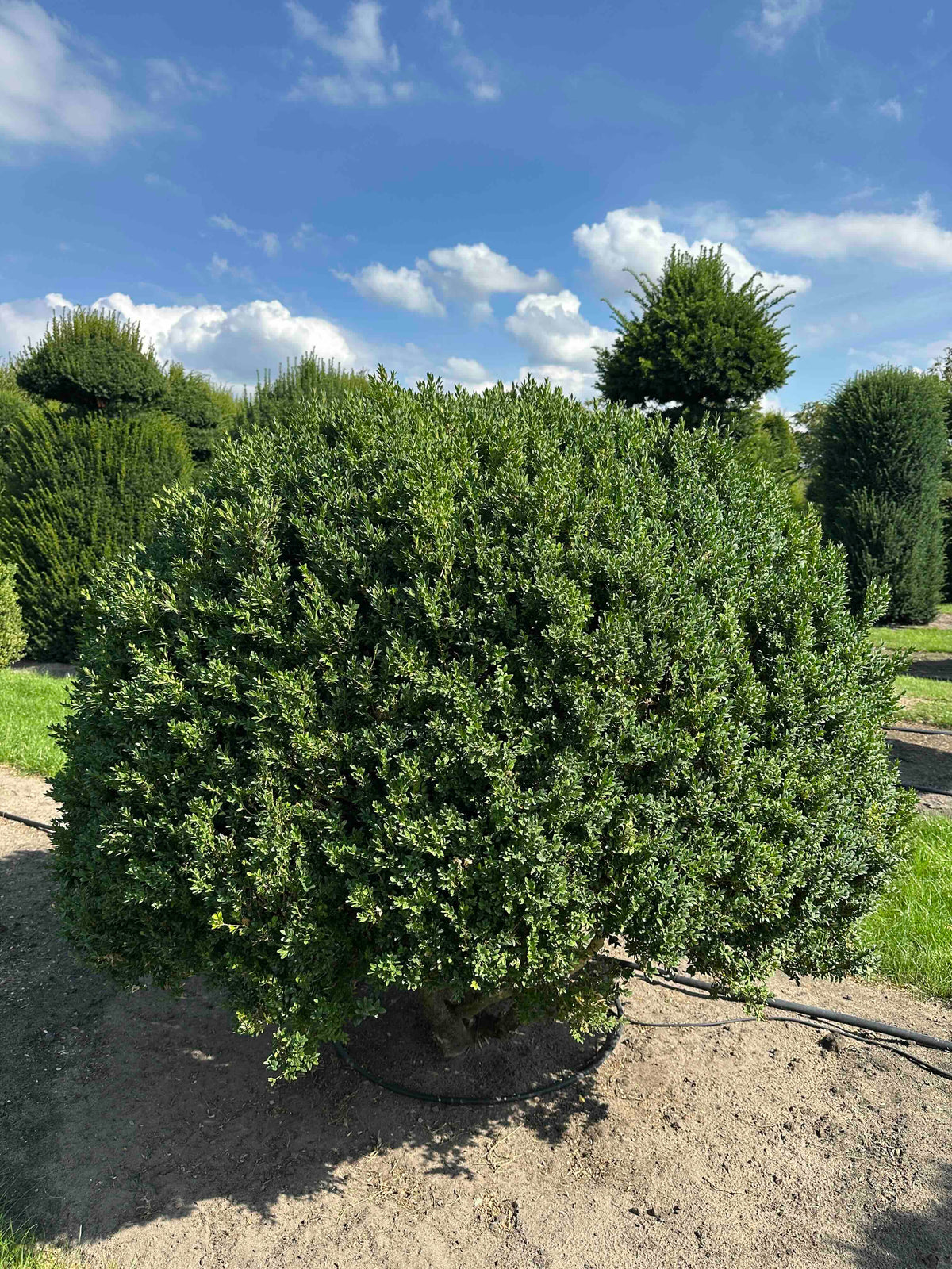 BUSE TOPIARY #002