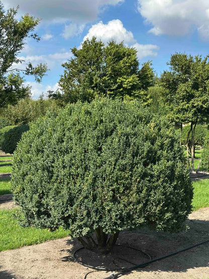 BUSE TOPIARY #002