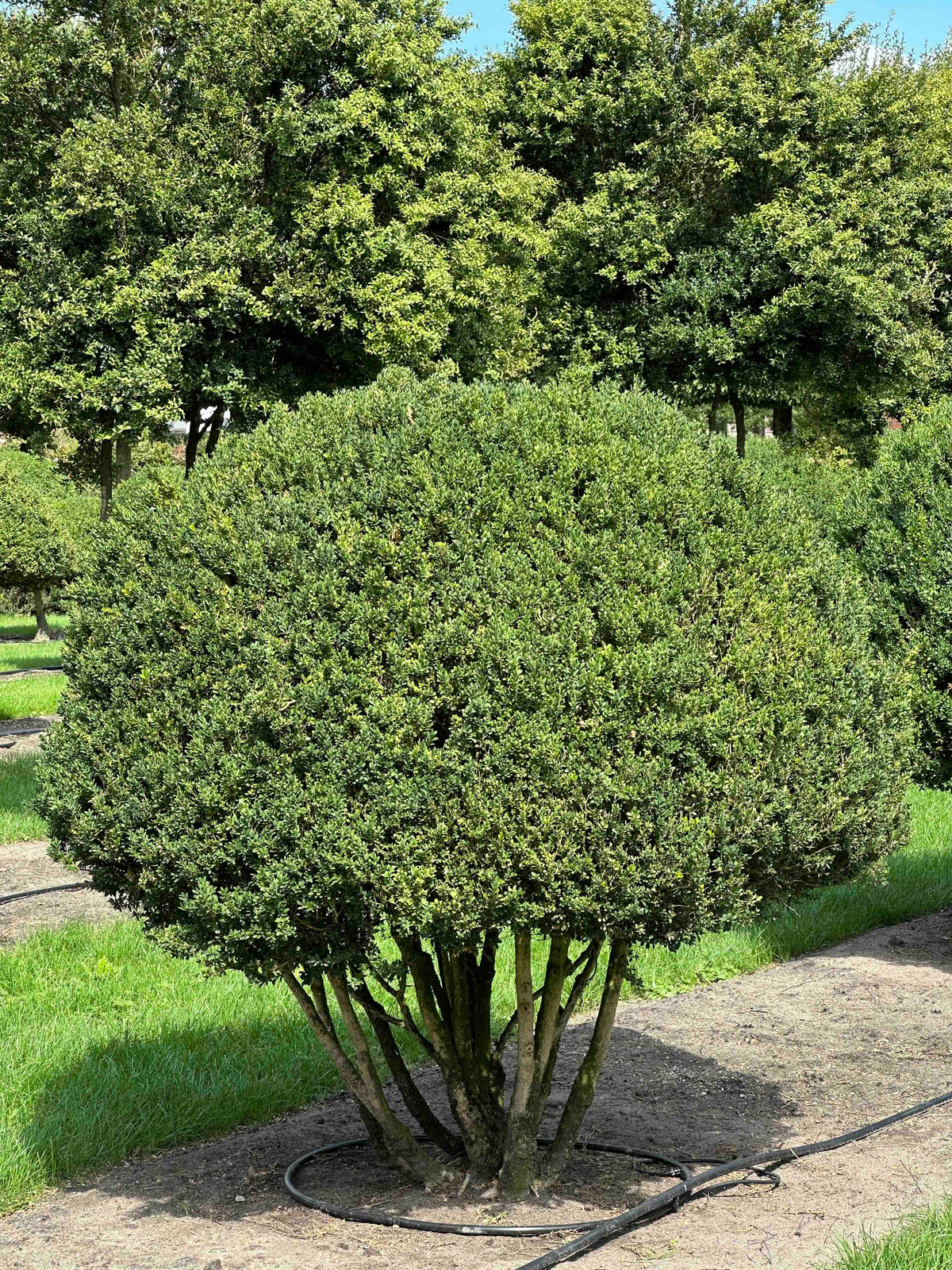 BUSE TOPIARY #003
