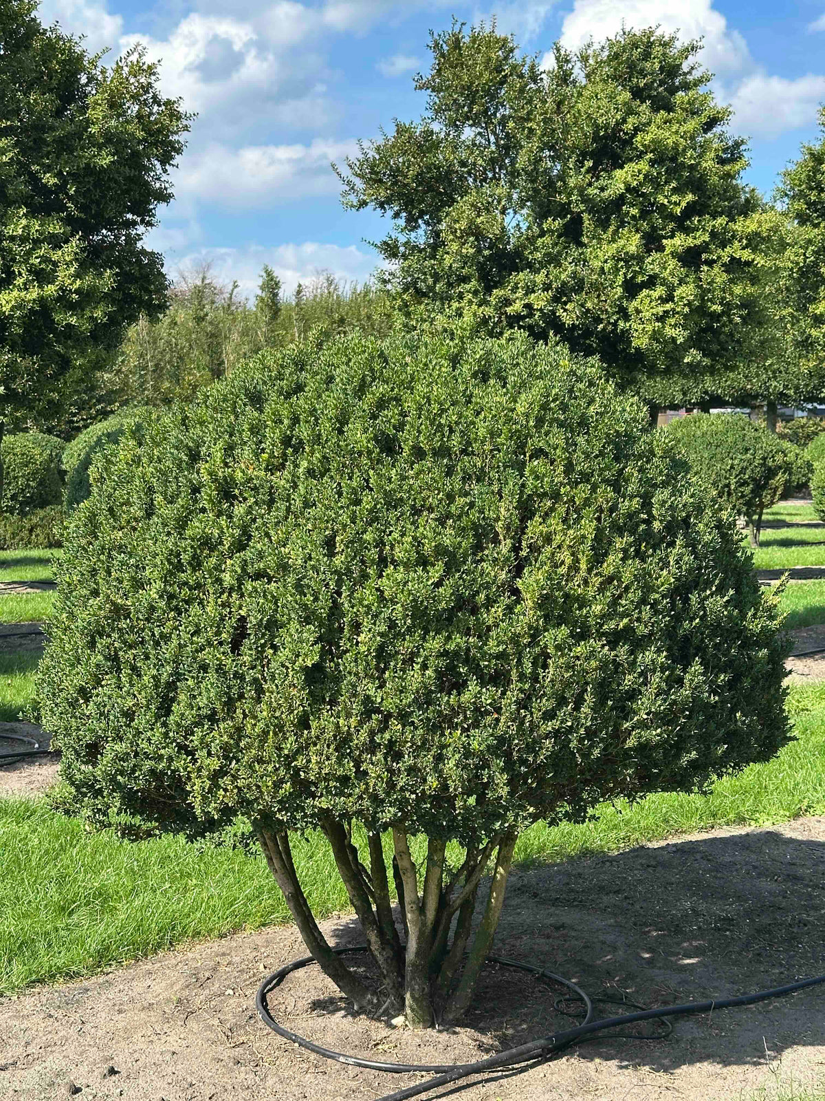 BUSE TOPIARY #003