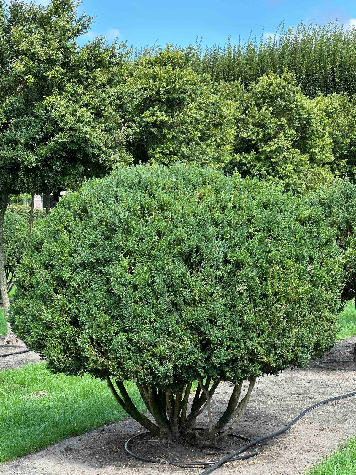 BUSE TOPIARY #004