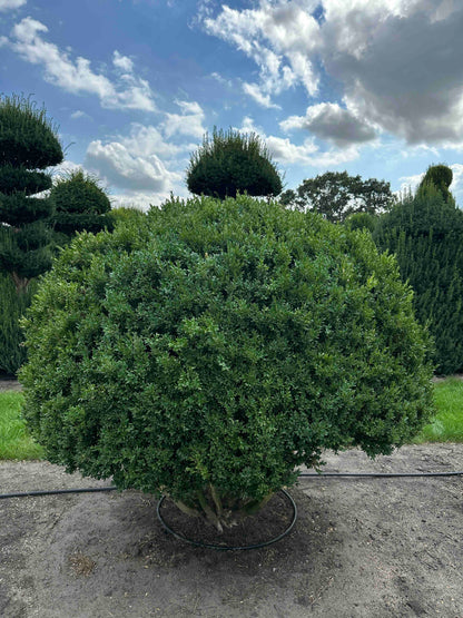 BUSE TOPIARY #004