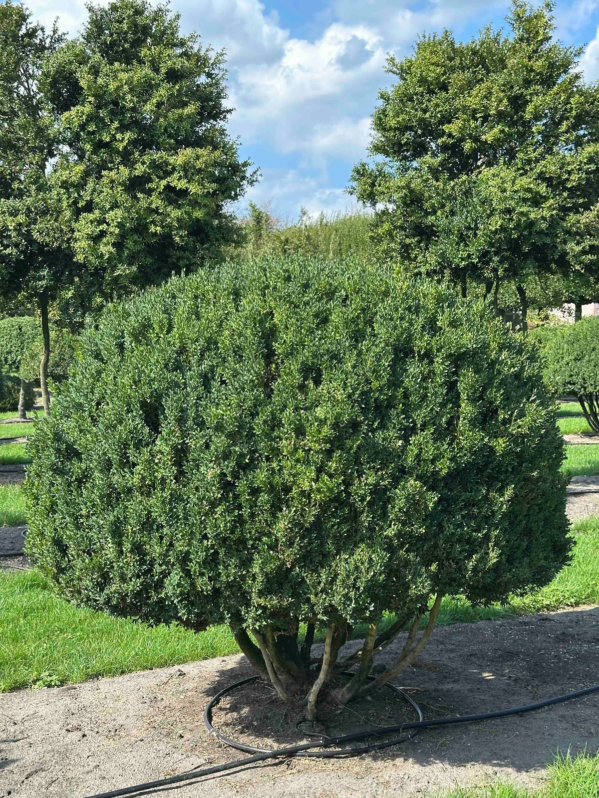 BUSE TOPIARY #004