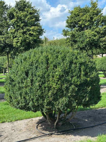BUSE TOPIARY #004