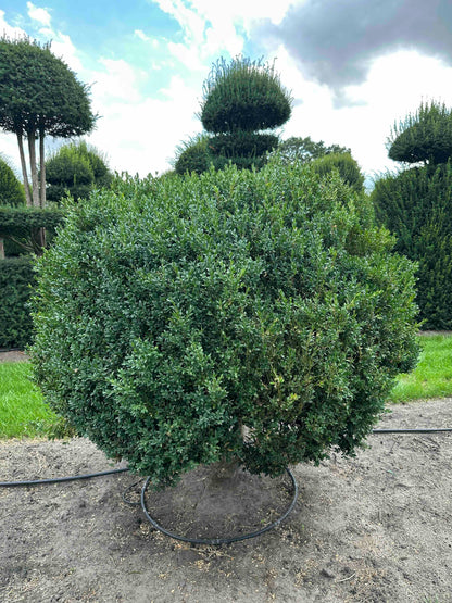BUSE TOPIARY #005