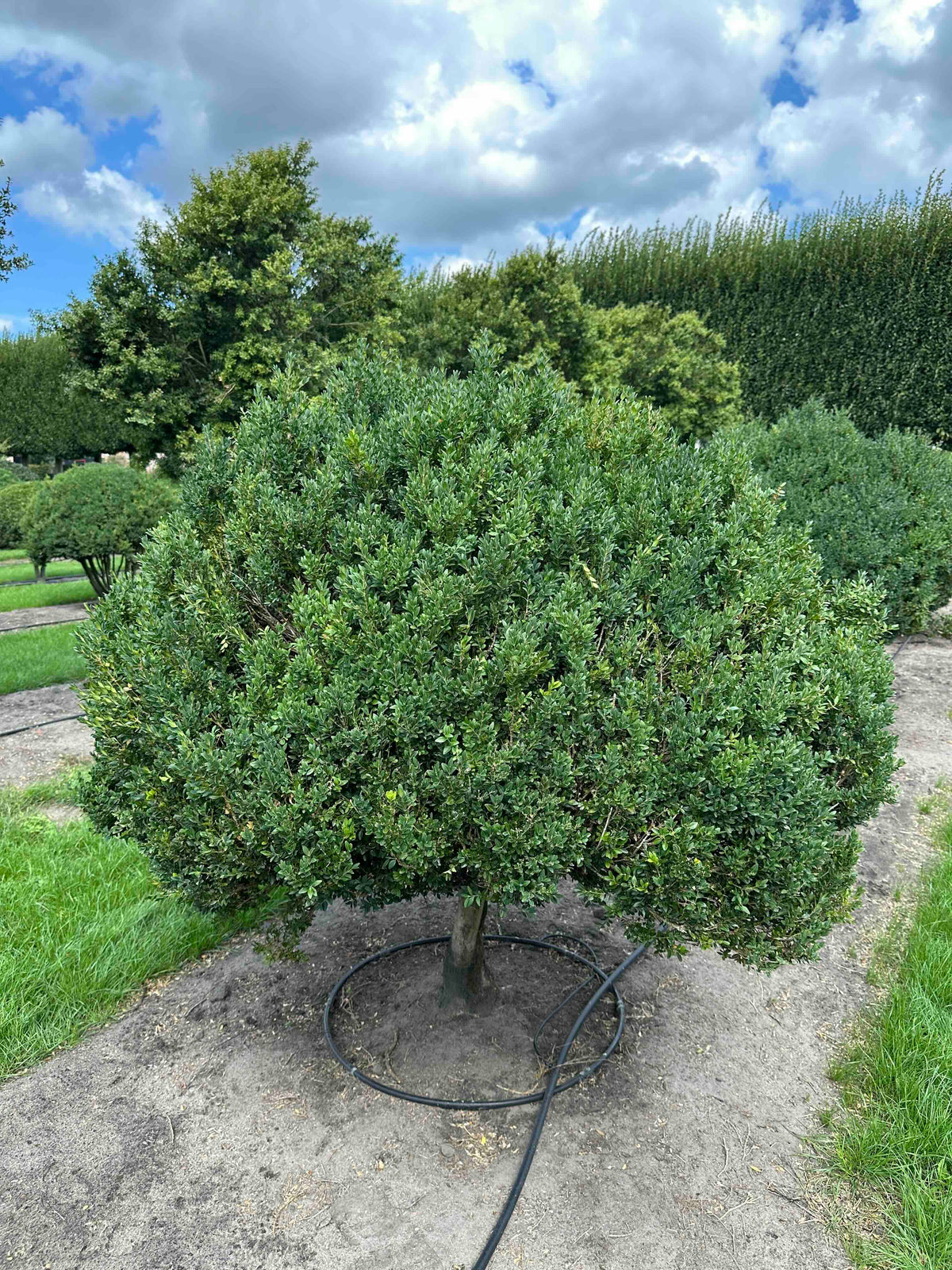 BUSE TOPIARY #005