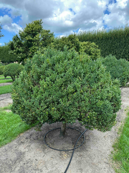 BUSE TOPIARY #005