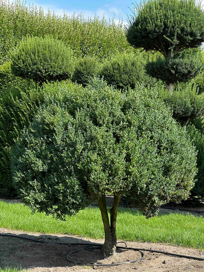 BUSE TOPIARY #006