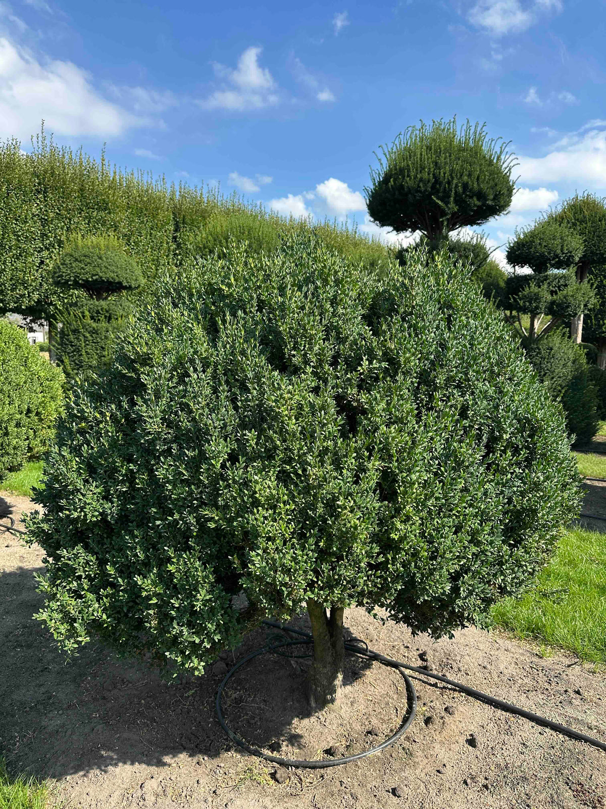 BUSE TOPIARY #006