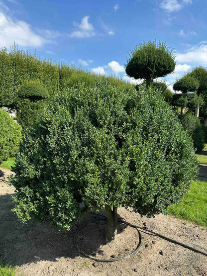 BUSE TOPIARY #006