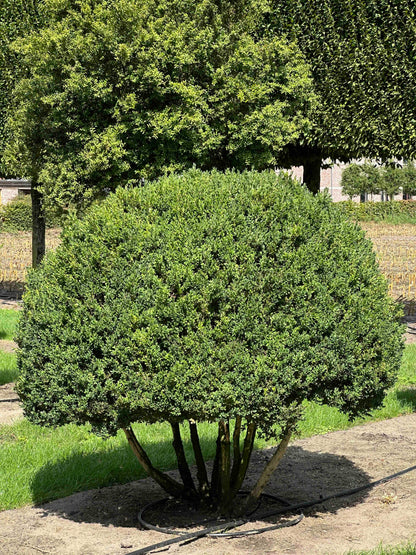 BUSE TOPIARY #007