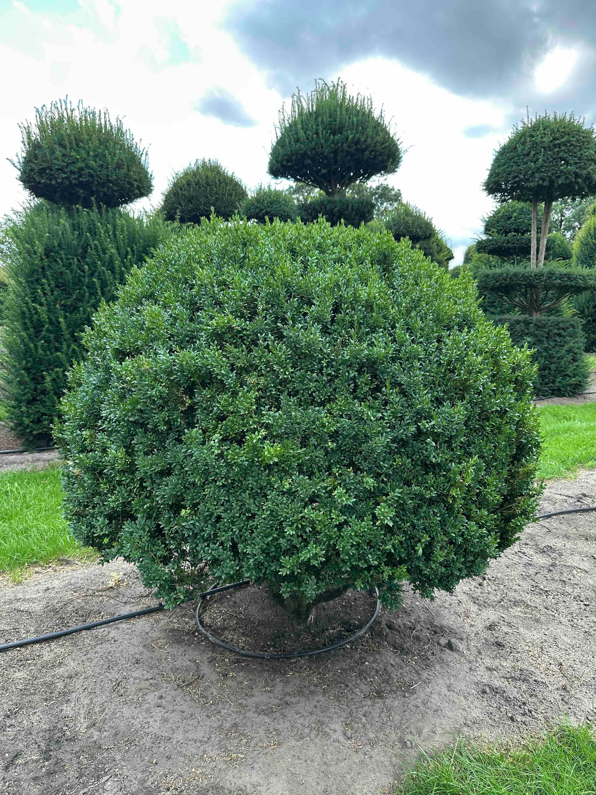 BUSE TOPIARY #007