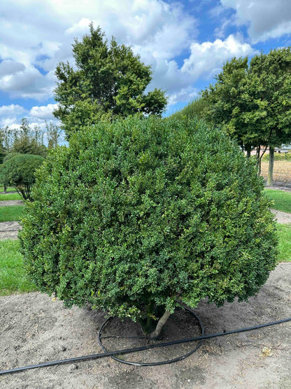 BUSE TOPIARY #007