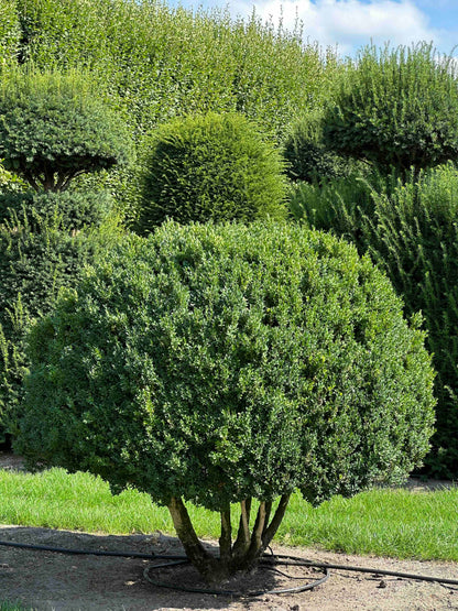 BUSE TOPIARY #007