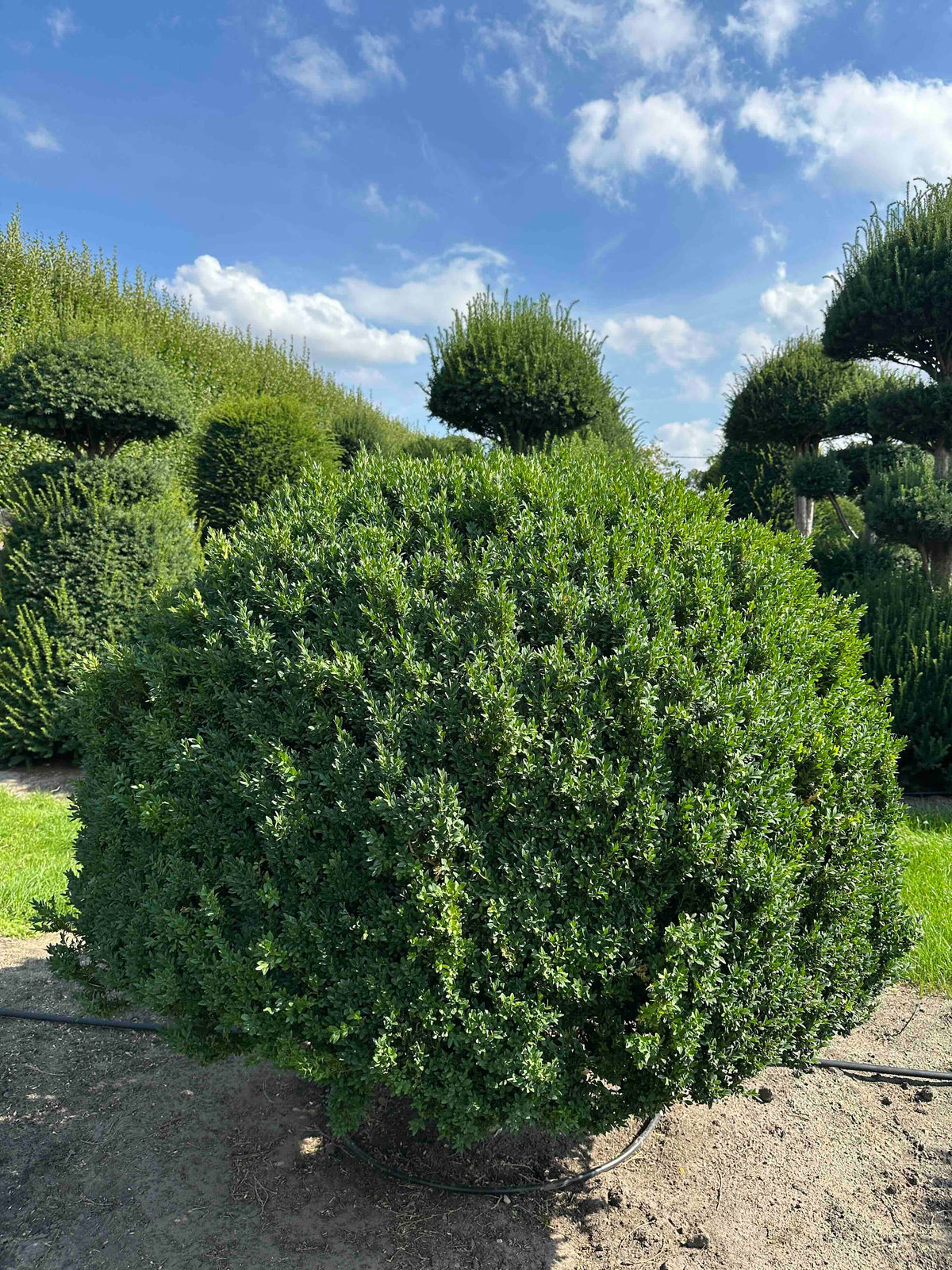 BUSE TOPIARY #007