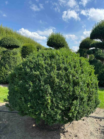 BUSE TOPIARY #007