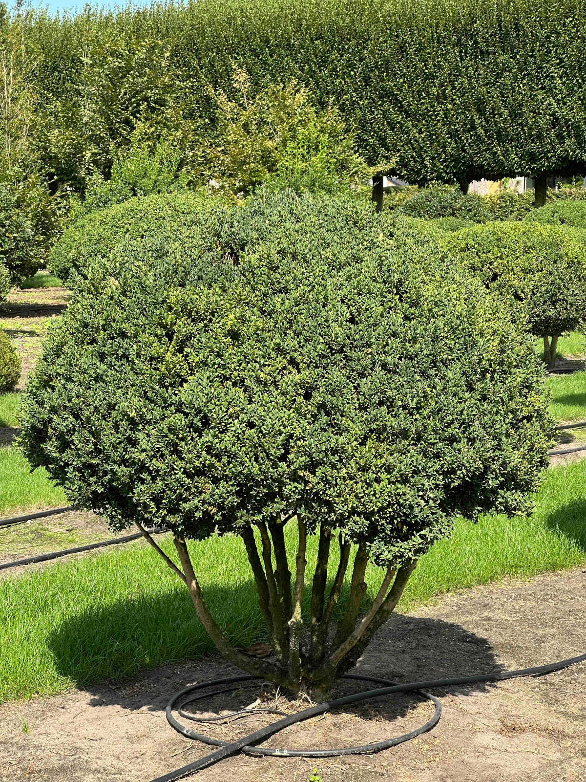 BUSE TOPIARY #009