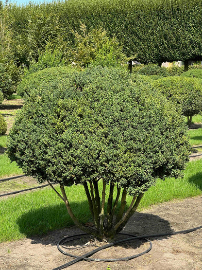 BUSE TOPIARY #009