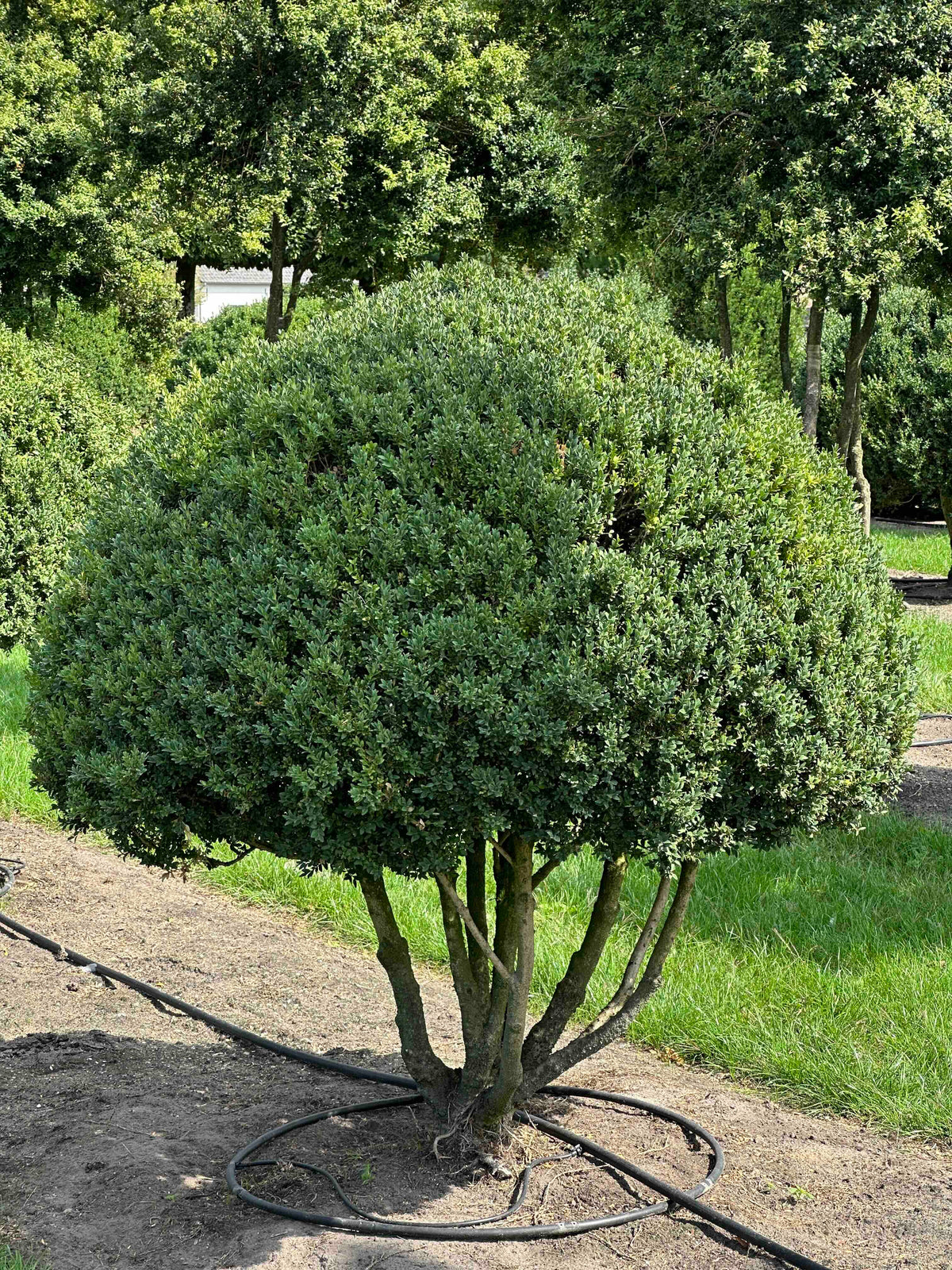 BUSE TOPIARY #009