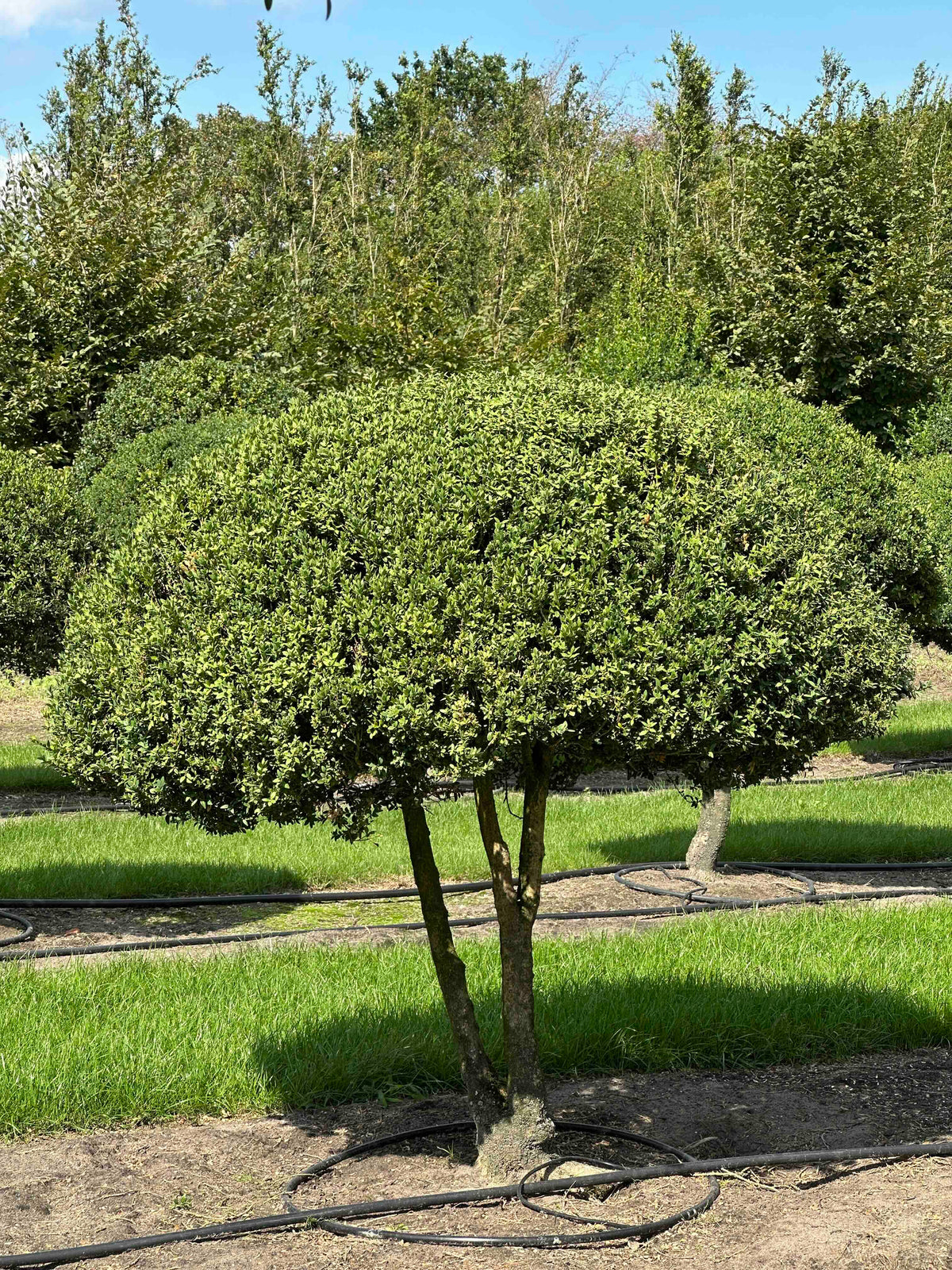 BUSE TOPIARY #011