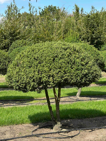 BUSE TOPIARY #011