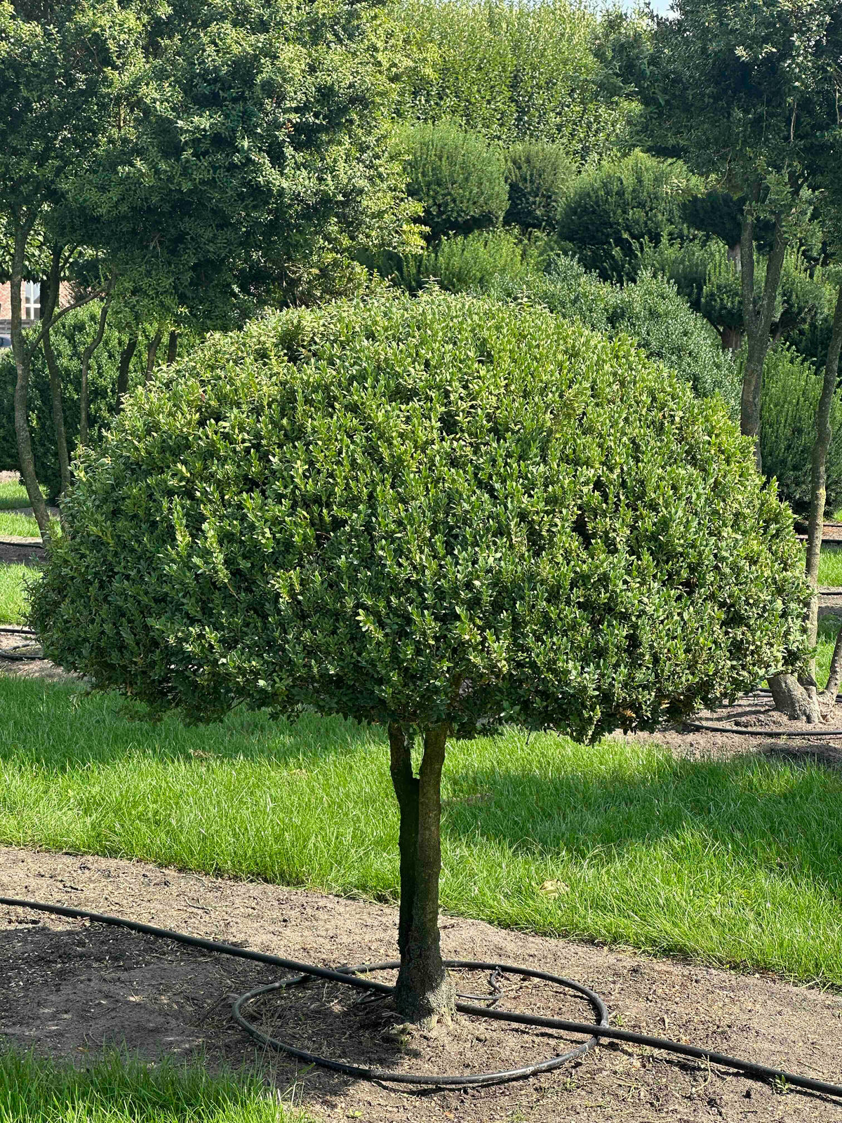 BUSE TOPIARY #011