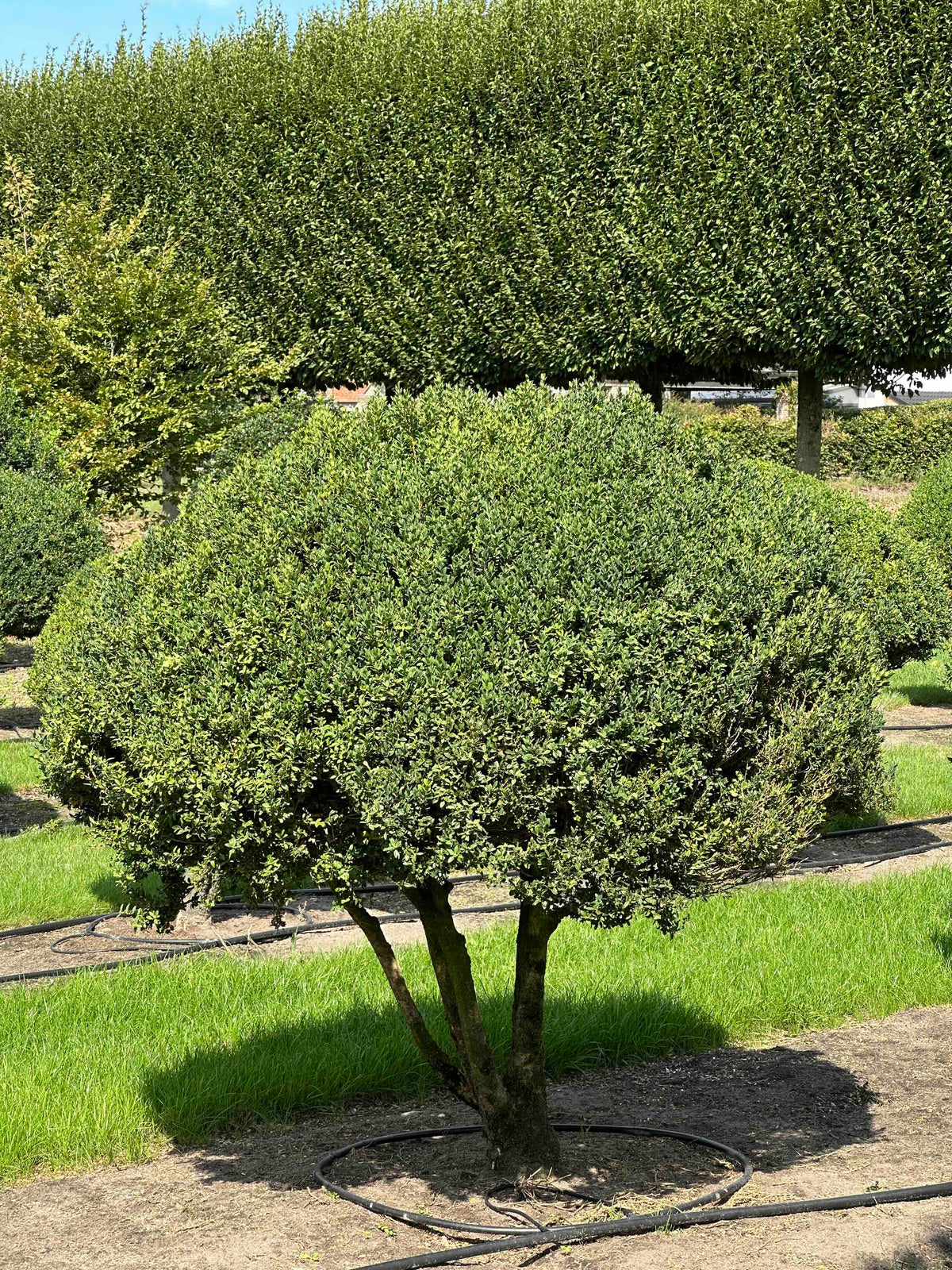 BUSE TOPIARY #012