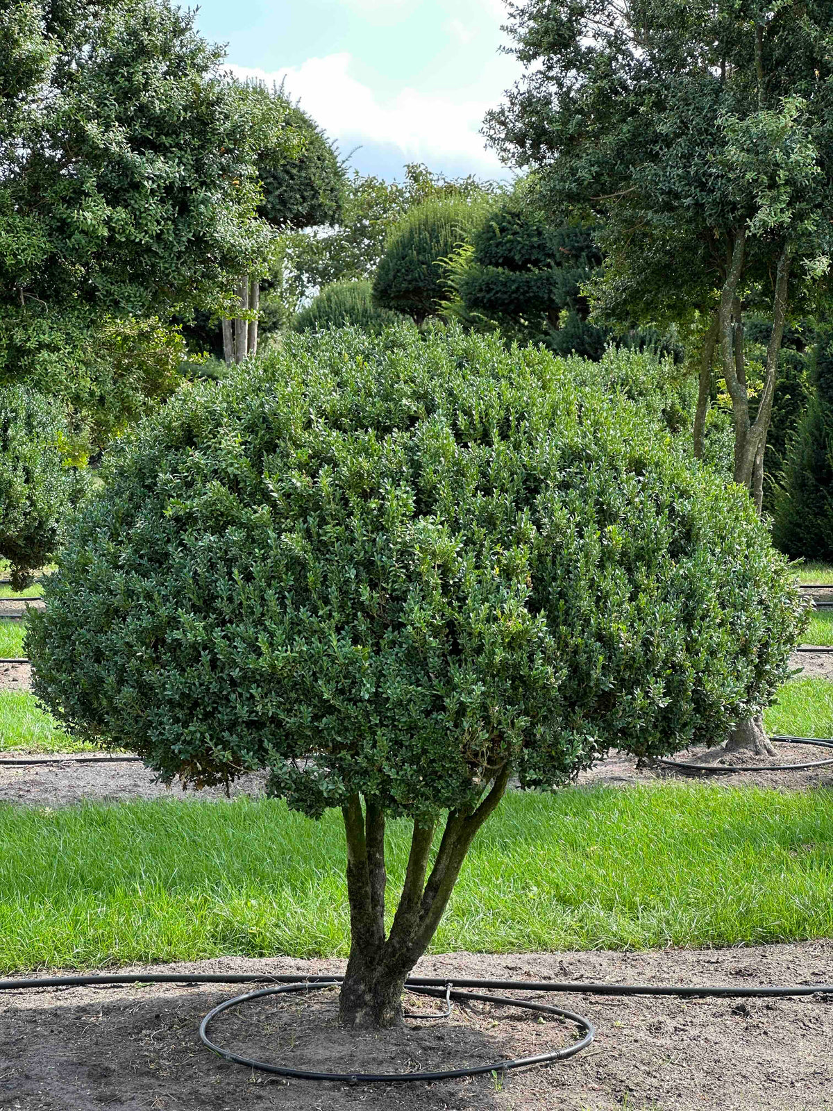 BUSE TOPIARY #012