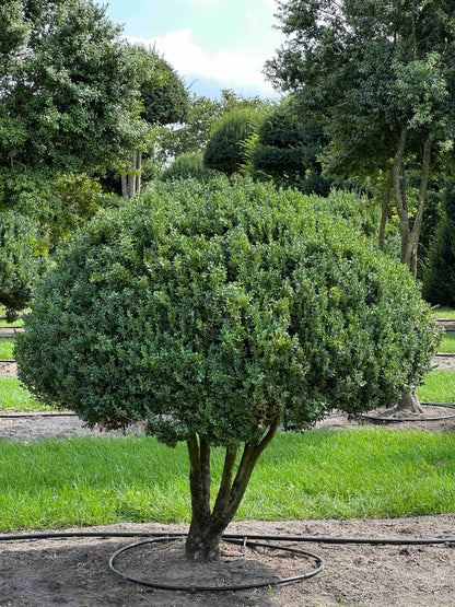 BUSE TOPIARY #012
