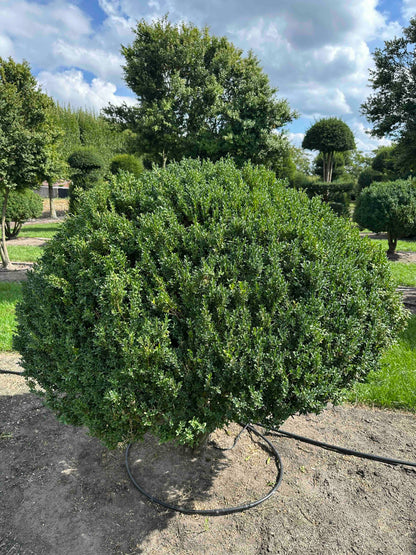 BUSE TOPIARY #012