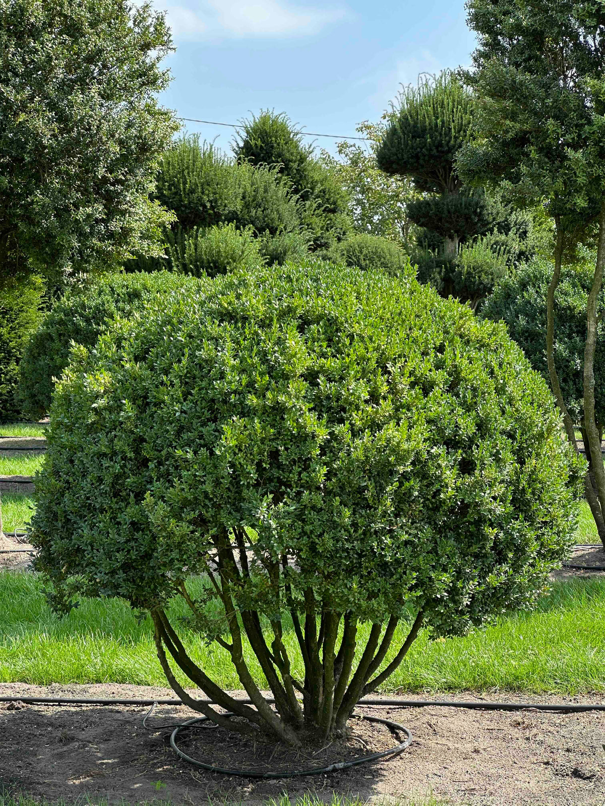 BUSE TOPIARY #013