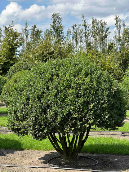 BUSE TOPIARY #014