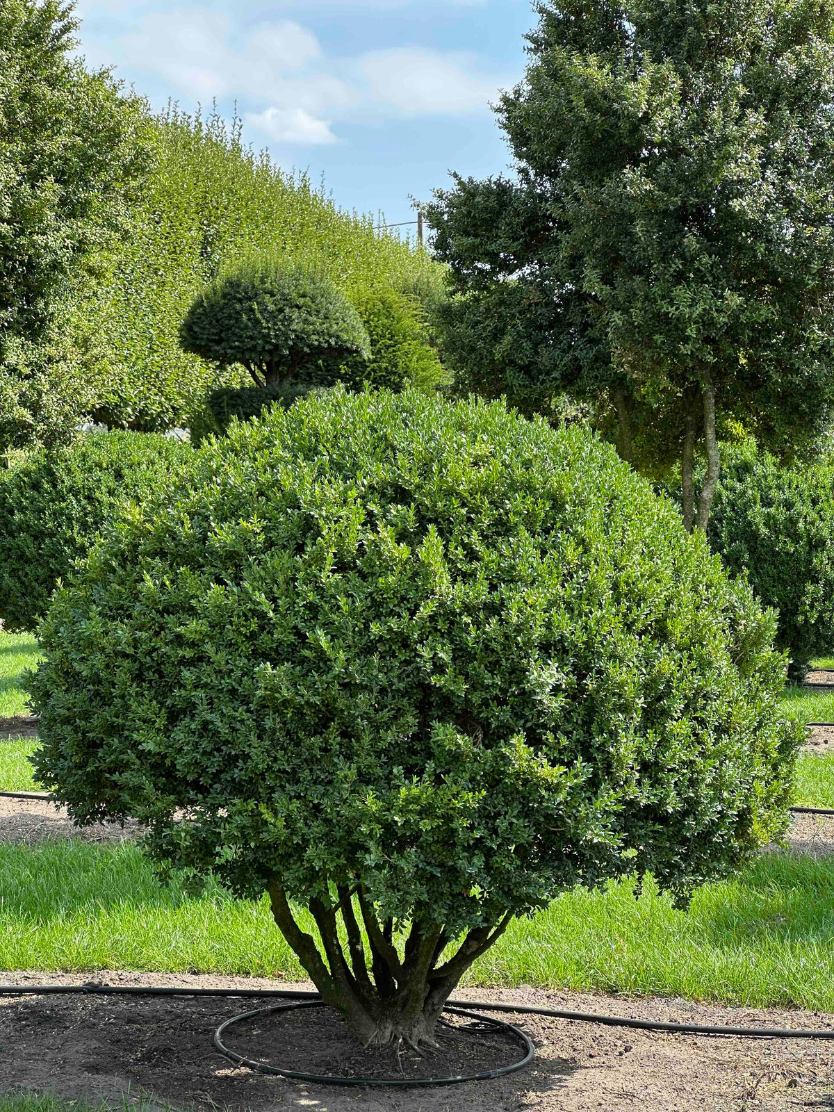 BUSE TOPIARY #014