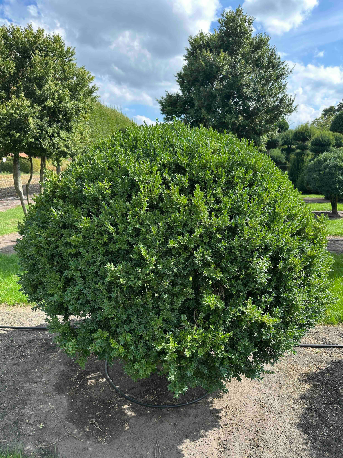 BUSE TOPIARY #014