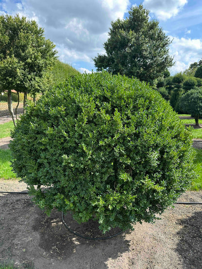 BUSE TOPIARY #014