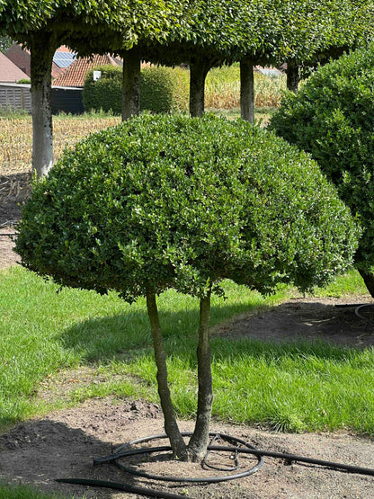 BUSE TOPIARY #016