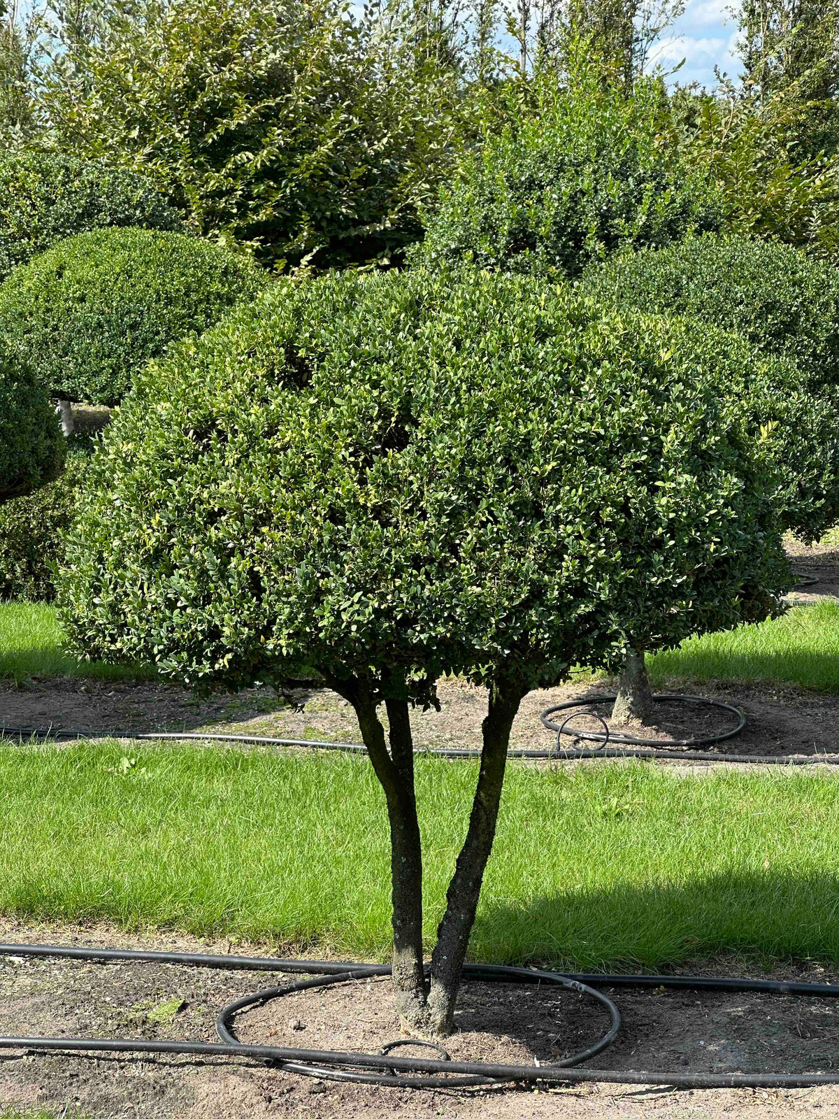 BUSE TOPIARY #018