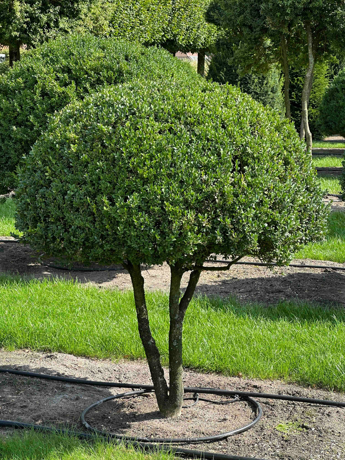 BUSE TOPIARY #018